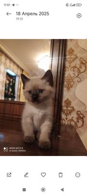 Еркек пышык породасы Сиям биреу Түркия сатылады