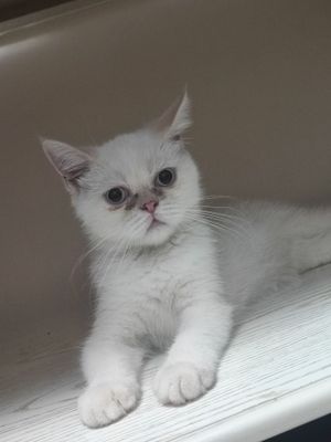 Экзотическый котенок