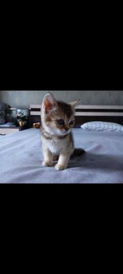 Продается кошка порода шотландская шиншилла цвет золотой