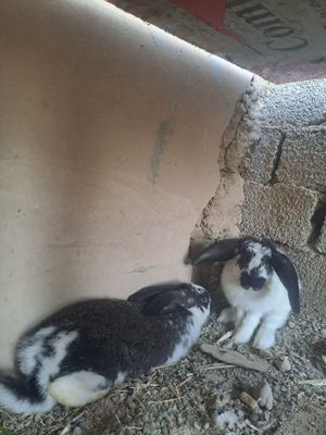 Куйон домашний 2кг котта