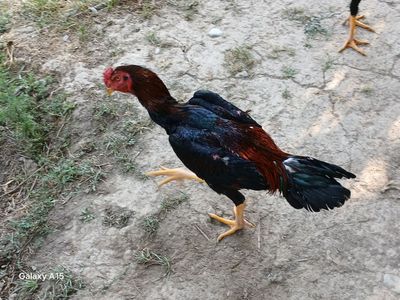 Xoʻrozlar shamo dekabrniki