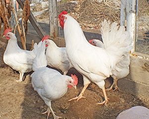 Прадаю курей не сушки дамашней