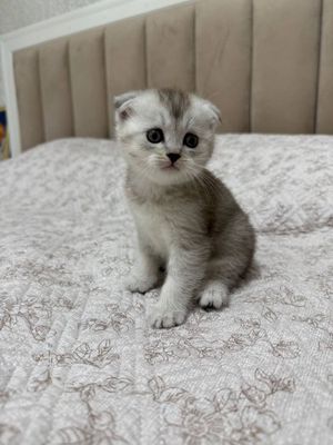 Мушукни боласи,Котенок