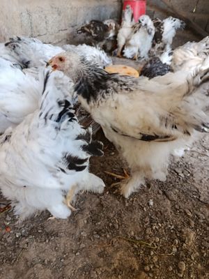 Уй товуклари сотилади брама