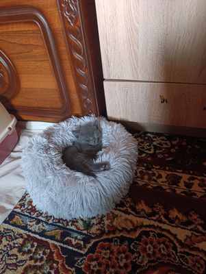 Скоттиш фолд, страйт