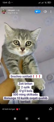 3 oylik mushukcha