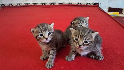 скотш фолд болалари сотилади кулоги йотган
