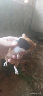 Xamyak bolalari
