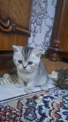 Mushuklar sotiladi skotish strayt