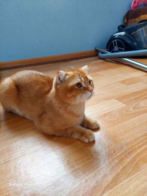 Прадажа кошка Скоттиш фолд