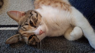 Молодая кошечка породистая