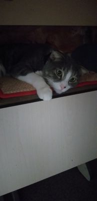 отдам даром в добрые руки  вислоушку котика
