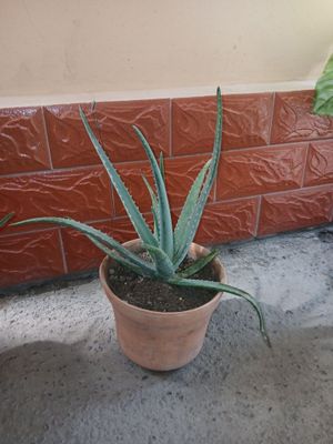 Aloy Gullar uyda parvarishqilingan