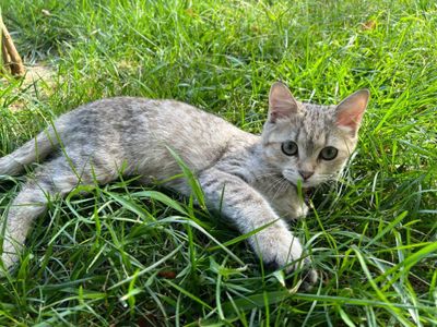 Шотландская прямоухая кошка