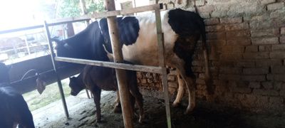 Ona bola sigir sotiladi