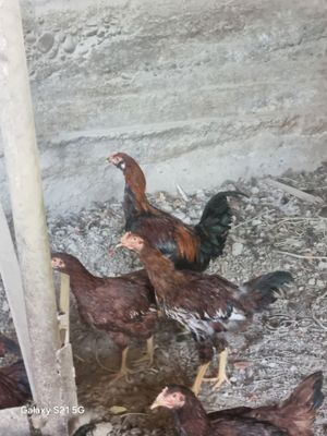 Tovuq sotiladi..
