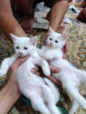 Кошка пародны нукус