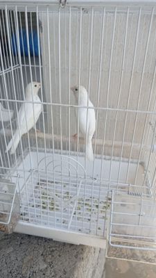 канарейки щегол.