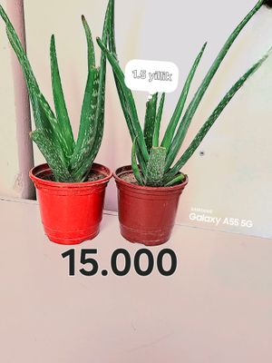 Aloe Vera gullari va barglari  sotiladi 1-15yillik