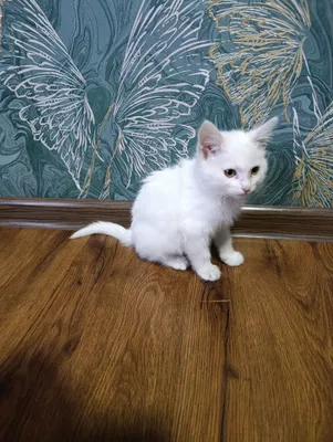 продается совершенно белая кошка котенок мальчик