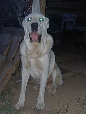 It sotiladi zoti Alabay