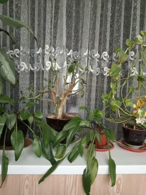 Комнатные цветы несколько видов