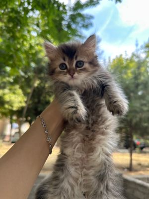 Turetski angora va skotish fold mushuklar Arzon