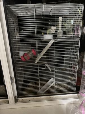 Продам сирийский Хомяков с полным набором (2клетка домик аквариум)