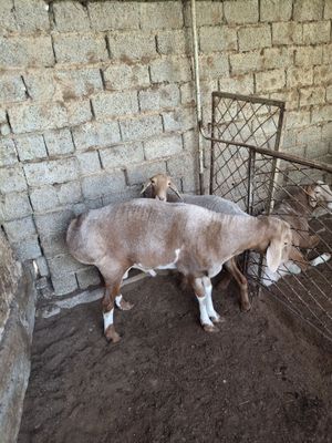 Qirgisizton qochqor zotga