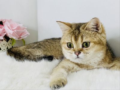 Девочка золотая шиншилла