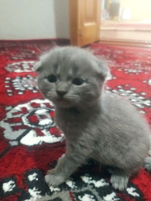 Скотиш Фолд