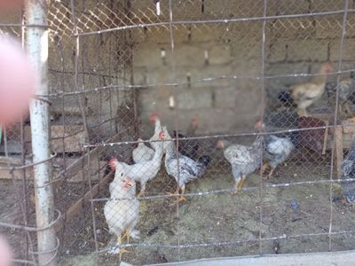 Товуклар домашни