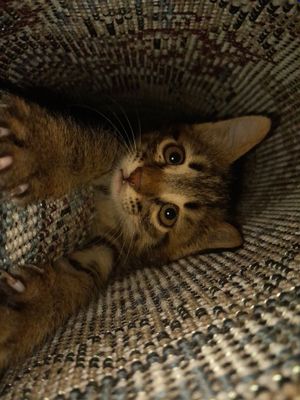 Европейский короткошерстяной