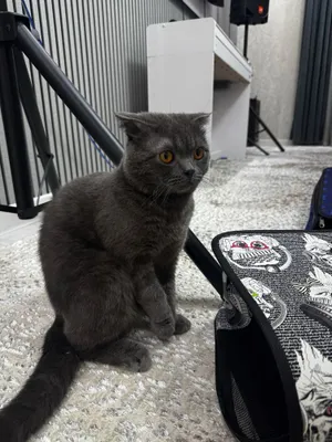 уғил бола мушук scottish fold