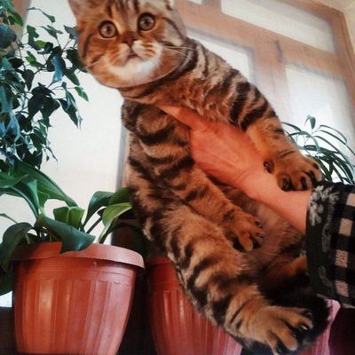 Toriq Vyazkaga tayyor rosayam oqinqaroq mushuk