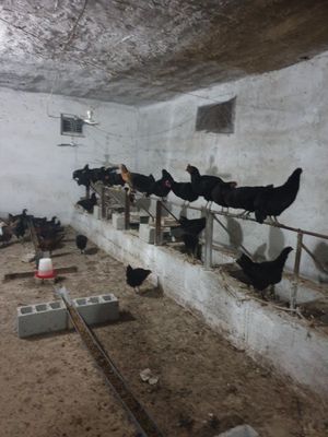 Qora tovuqlar sotiladi
