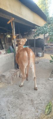 Shivet qochma ĝunajin sotiladi