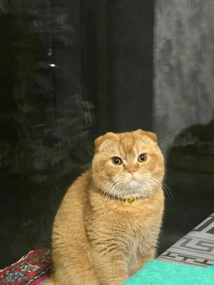 Кошка Скоттиш фолд