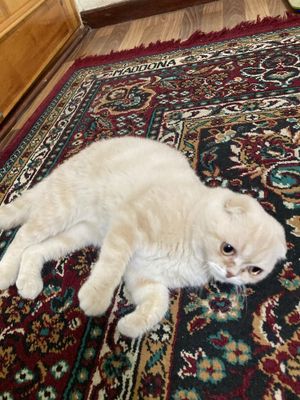 Scottish fold o’g’il bola