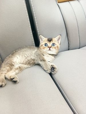 Продаются чистокровный британский шиншилла