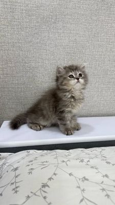 Продаются котята