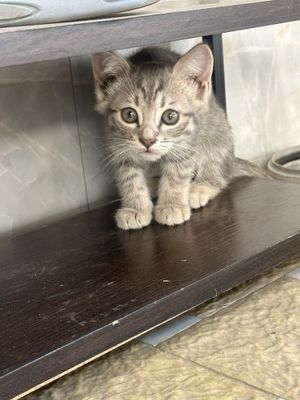 Продается милаш скотиш страйт