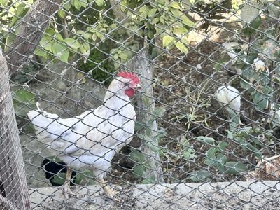 3 ойлик жужа сотилади