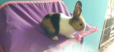 Quyon bollari sotiladi