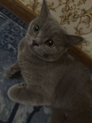 Кошка скотш страйт