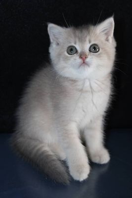 Шотландский мальчик