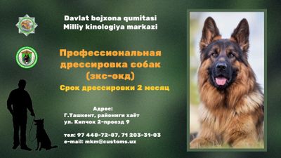 Дрессировка собак