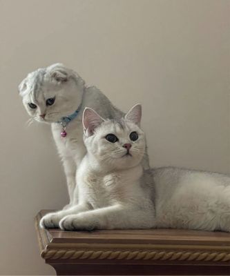Продается котенок Девочка