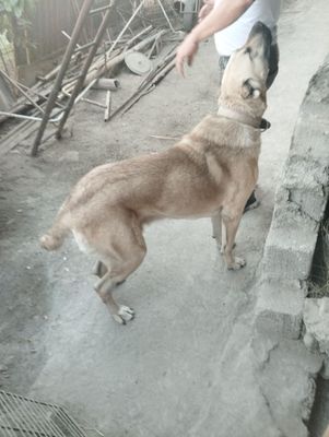 Alabay tozasi rasiyadan obkelingan yoshi 2 yosh ..12