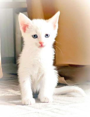 котёнок девочка 2 месячный